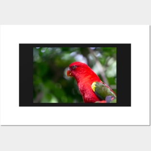 Red Macaw Posters and Art